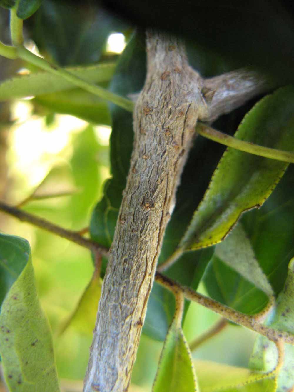              Second - third year twig (Winter Haven, FL)       